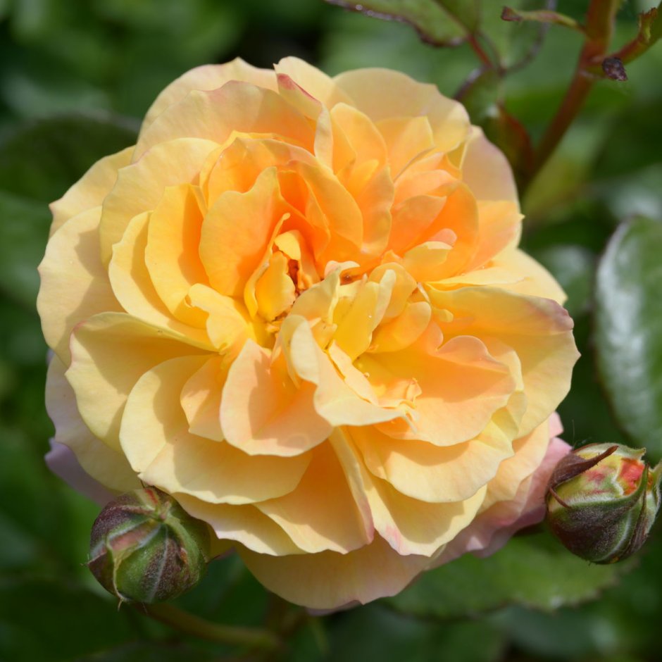 Celine Delbard роза