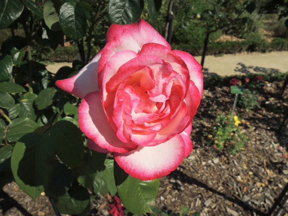 Роза Henri Delbard (Bush Rose)
