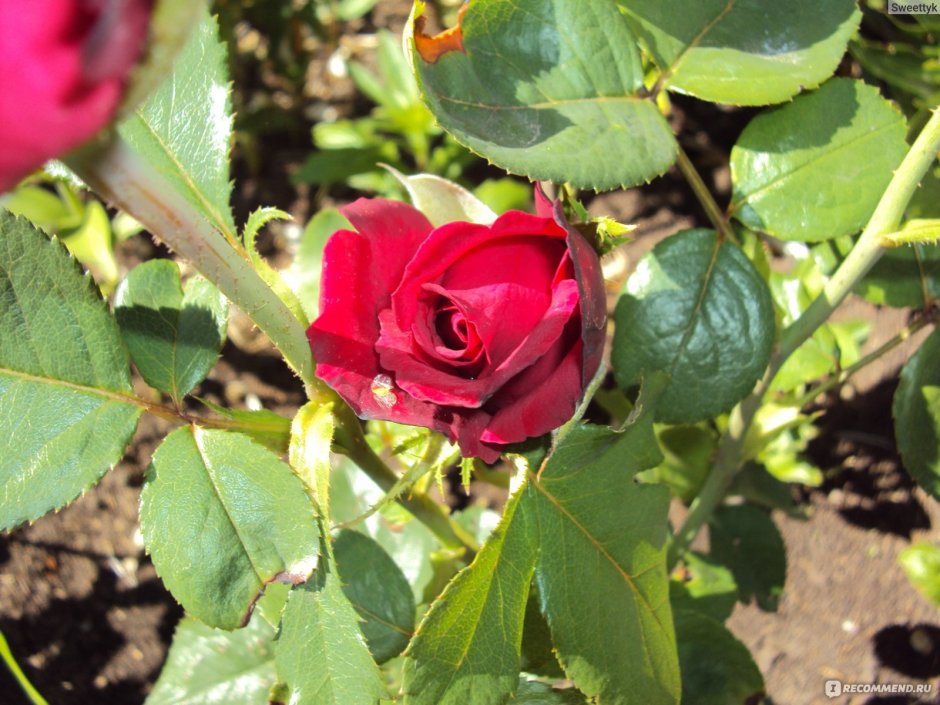 Сорт розы Квин Краун
