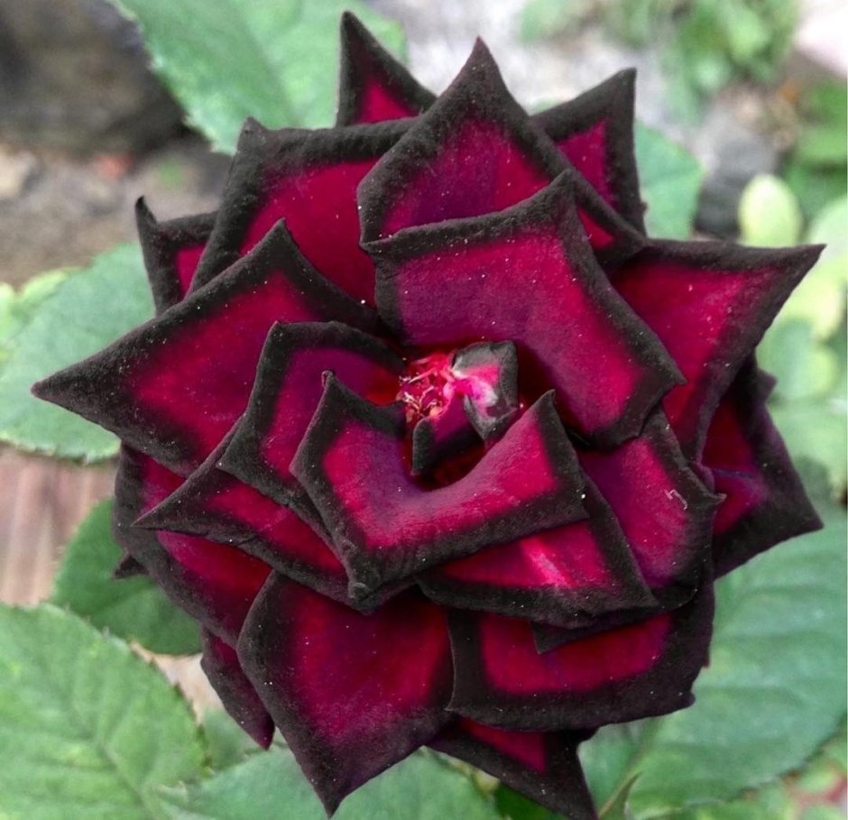 Необычные сорта роз