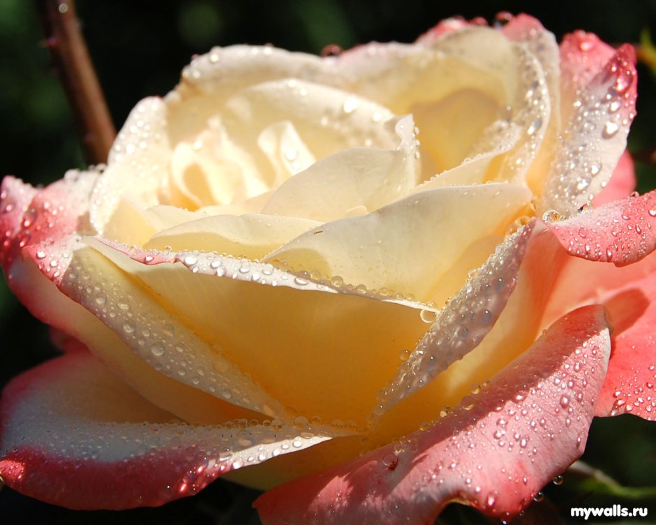 Чайная роза в росе