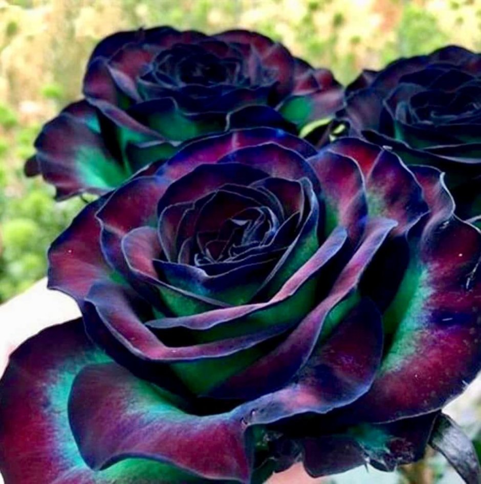 Черная роза сорт Кармен