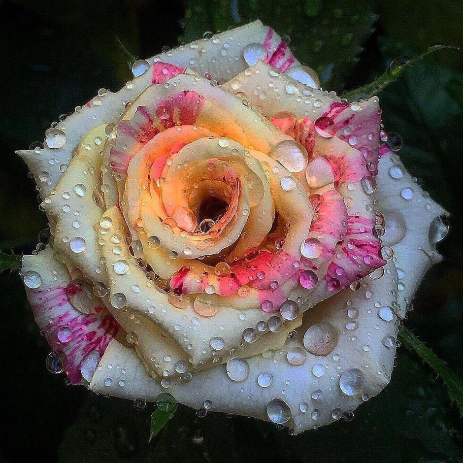 Розовые редкие розы