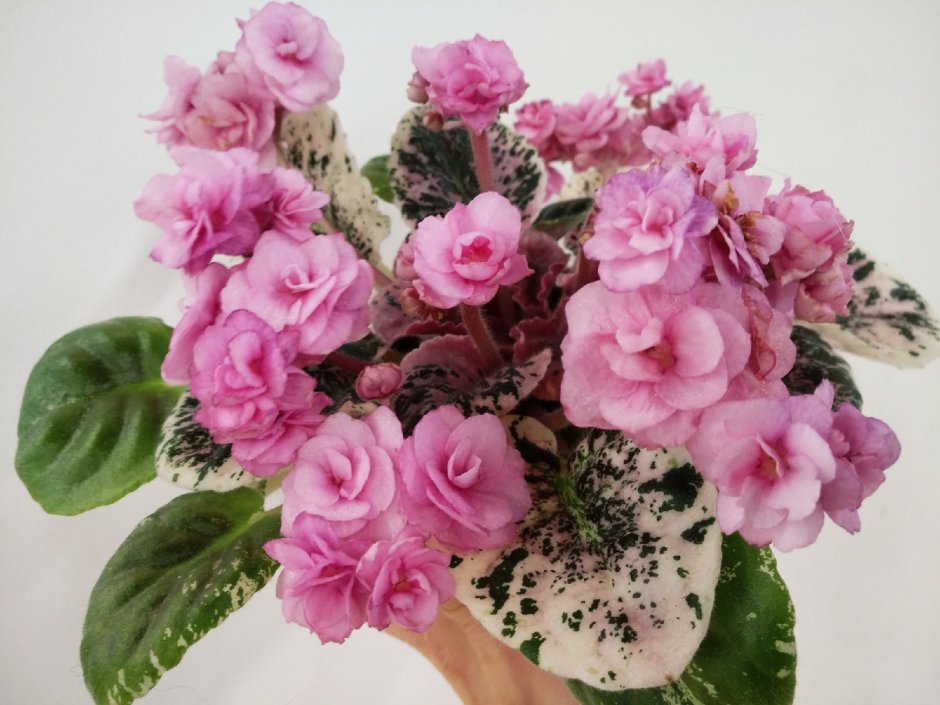 Rose Bouquet фиалка