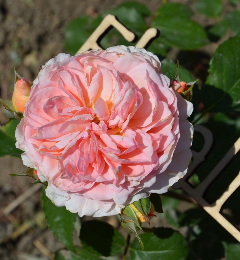Роза японская Шато Мертию