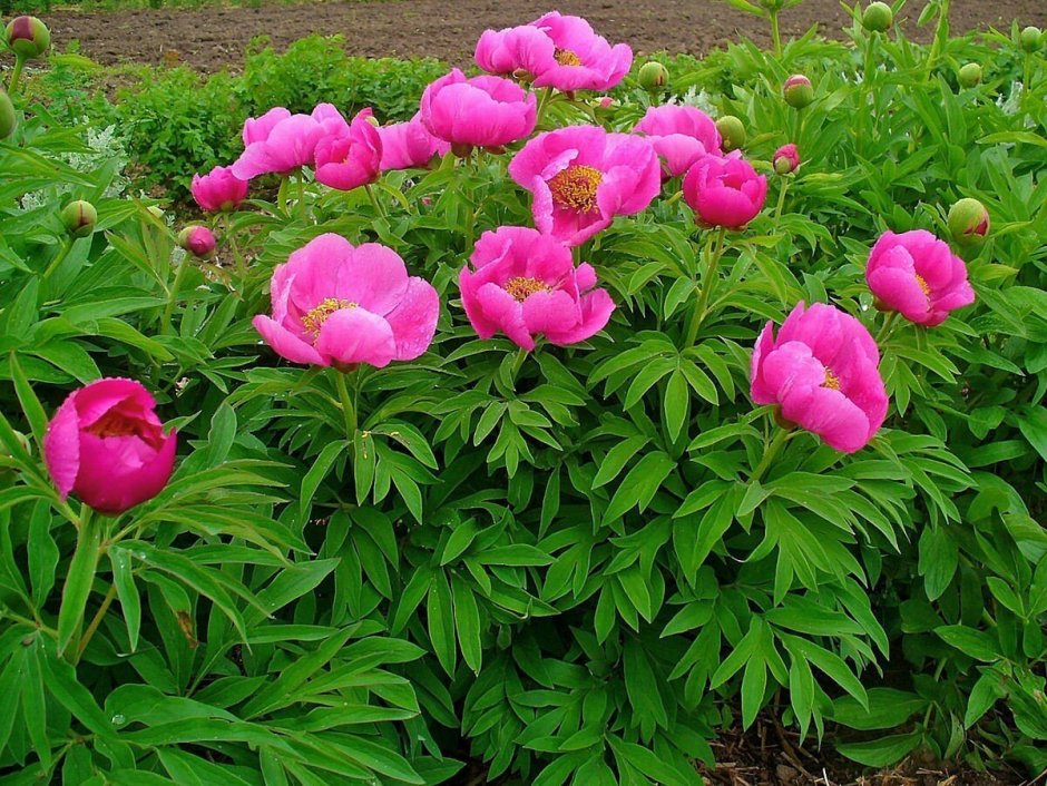 Марьин корень (Paeonia anomala)