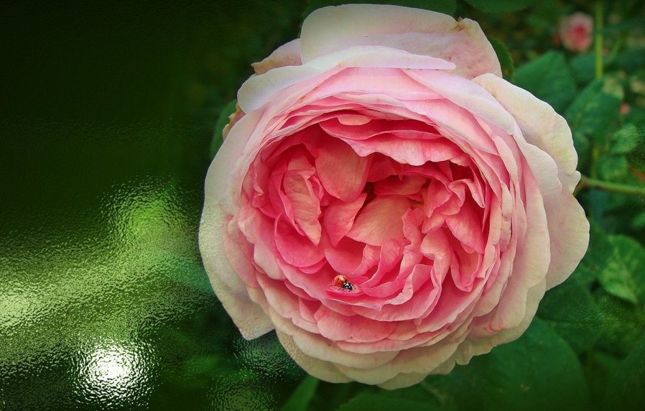 Японская роза принцесса Каори
