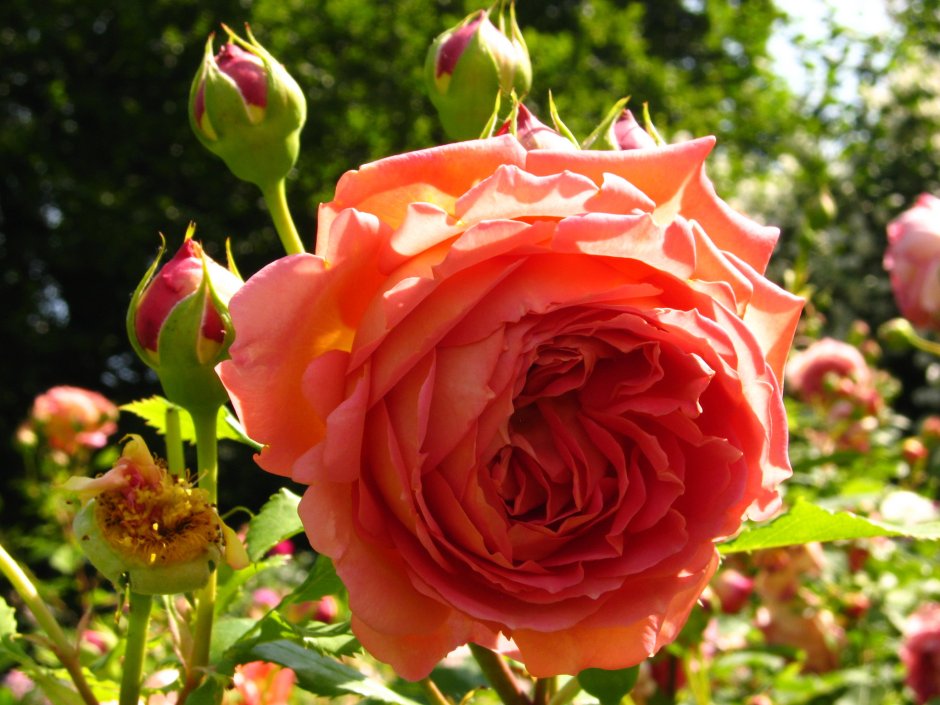 Кусты с розово-оранжевыми цветками
