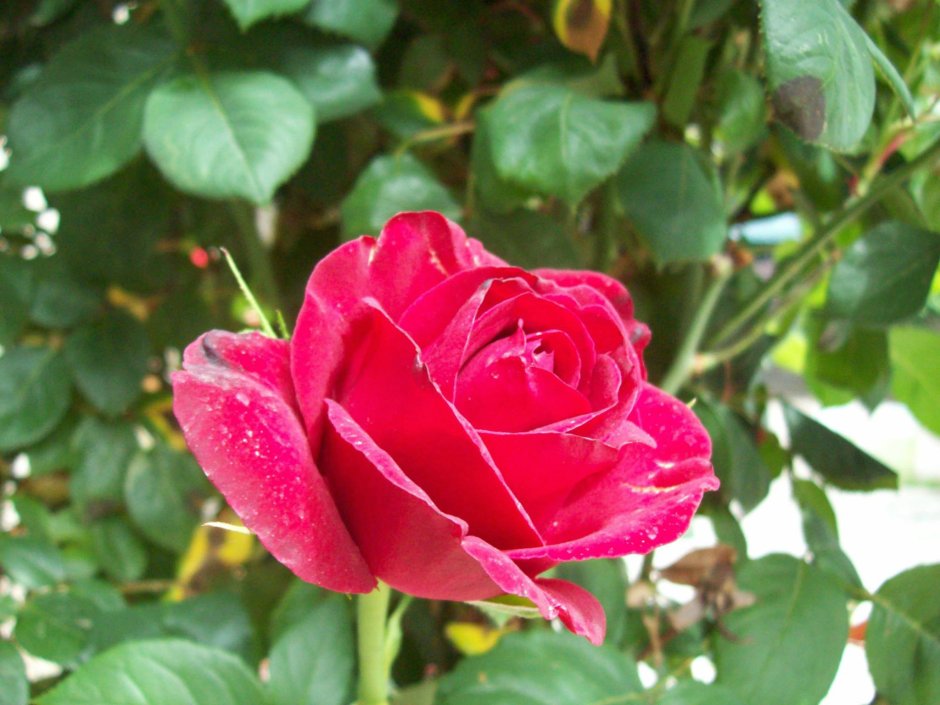 Роза монгенрус