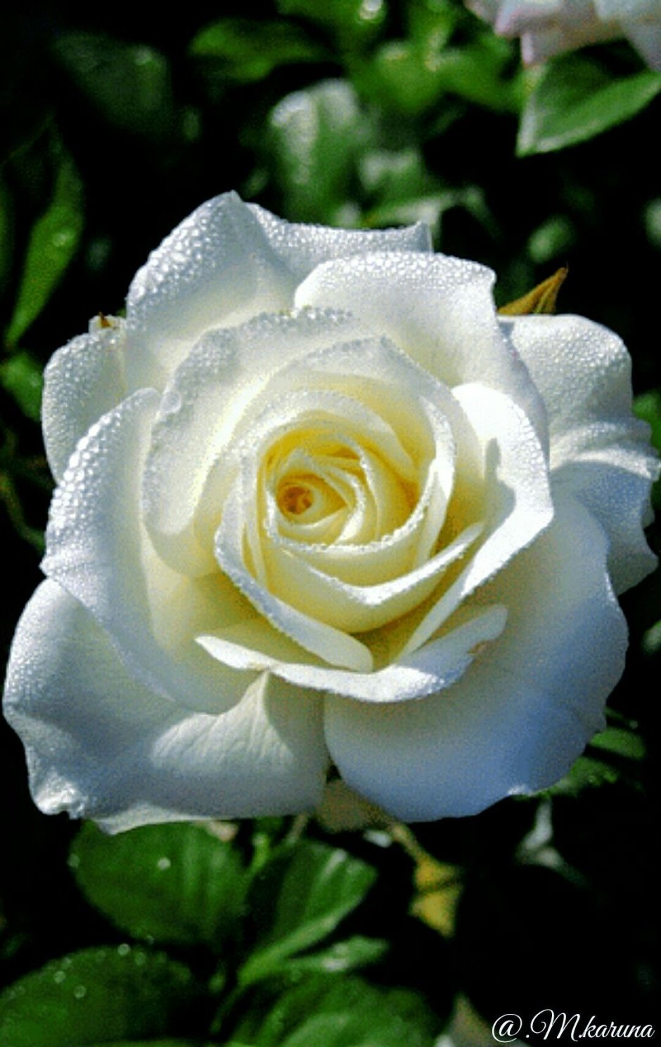 Роза чайно-гибридная Акито белая