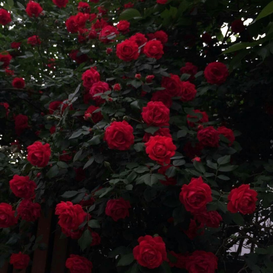 Бордовые розы кусты