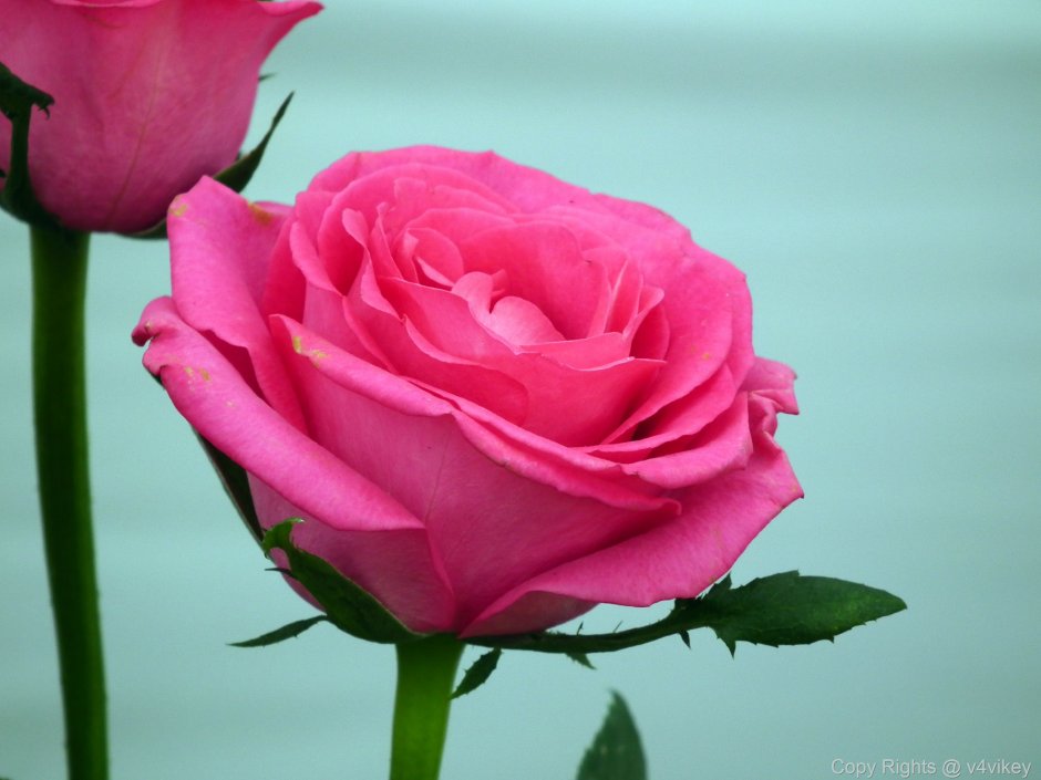 Розовая цвет Расцветание