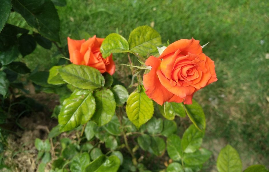 Роза оранж Барбара