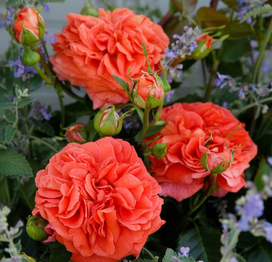Розы Кордес роза Оранжери