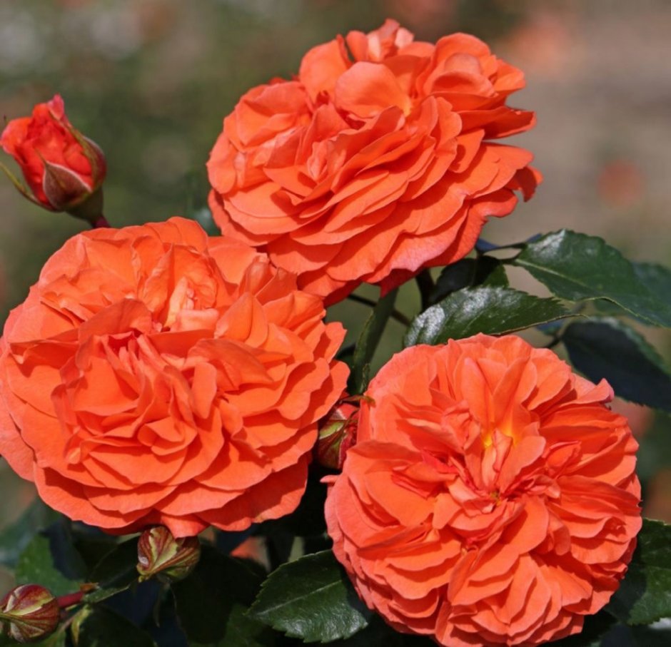 Роза оранж Рива