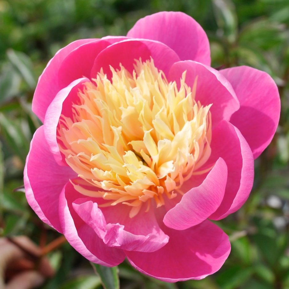 Пион Paeonia lactiflora