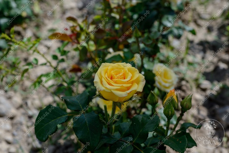 Роза тара желтая