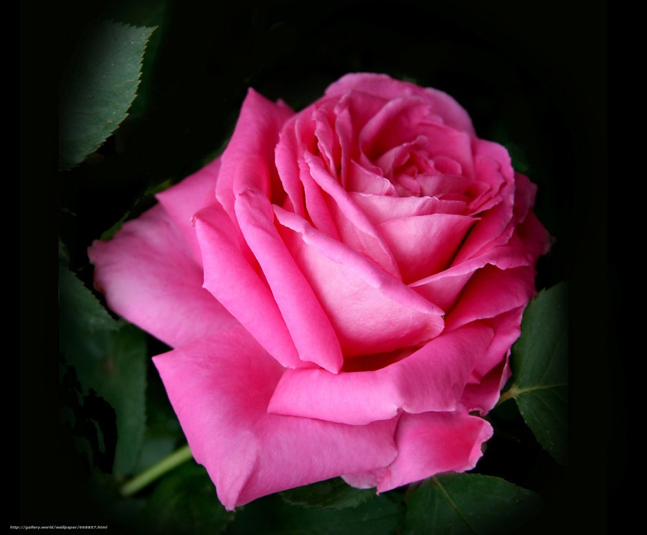 Сорт розы Бель Анж