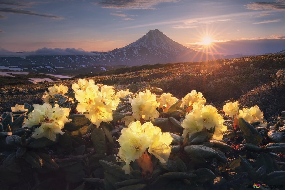 Цветы и горы Камчатка