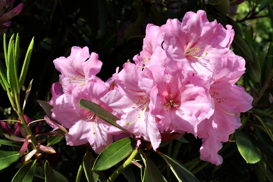 Рододендрон Азалия розовая