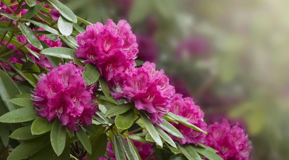 Род-н Rhododendron RAC. Pink pompons