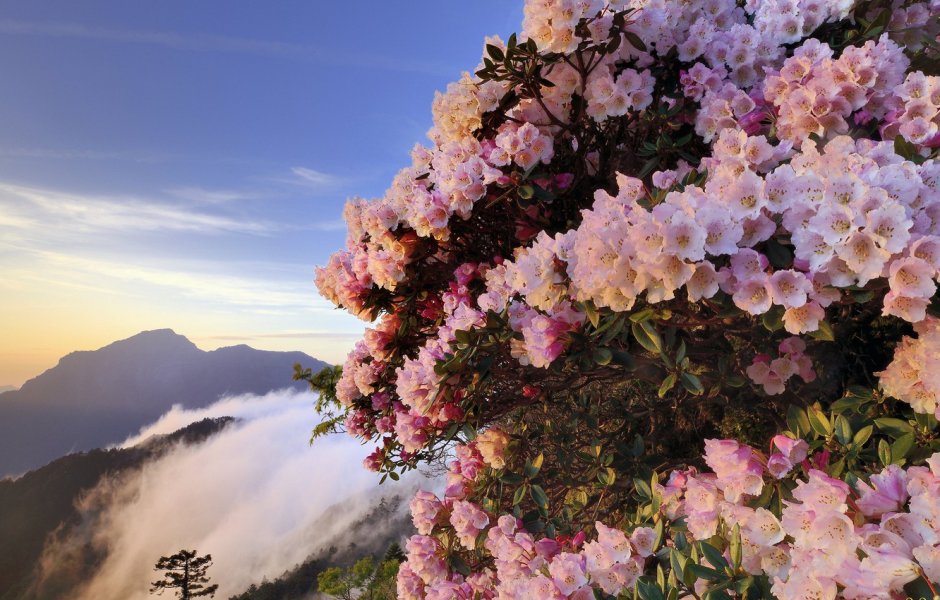 Куст с розовыми цветами в горах