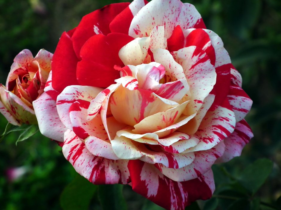 Роза чайно-гибридная пестрая красная