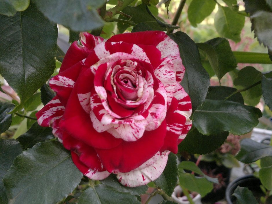 Роза чайно-гибридная Чатыр Даг
