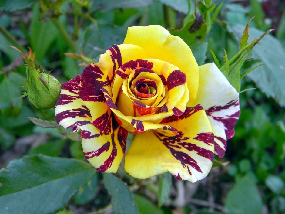 Роза флорибунда Симсалабим