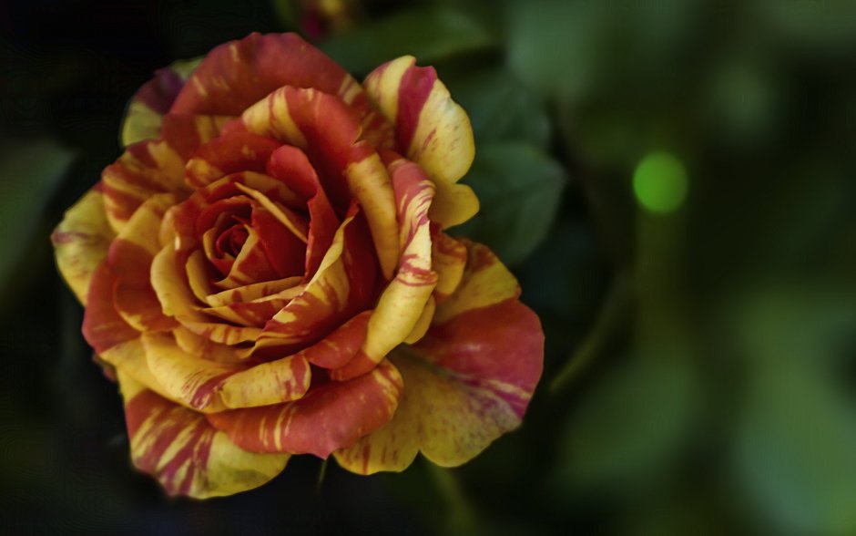 Роза флорибунда