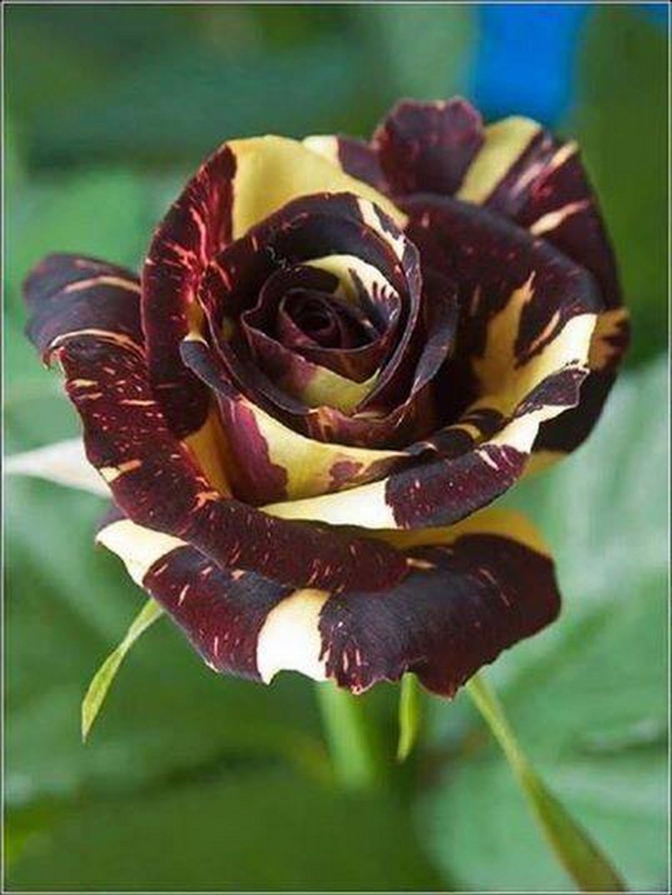 Роза темно бордовая Митчелл