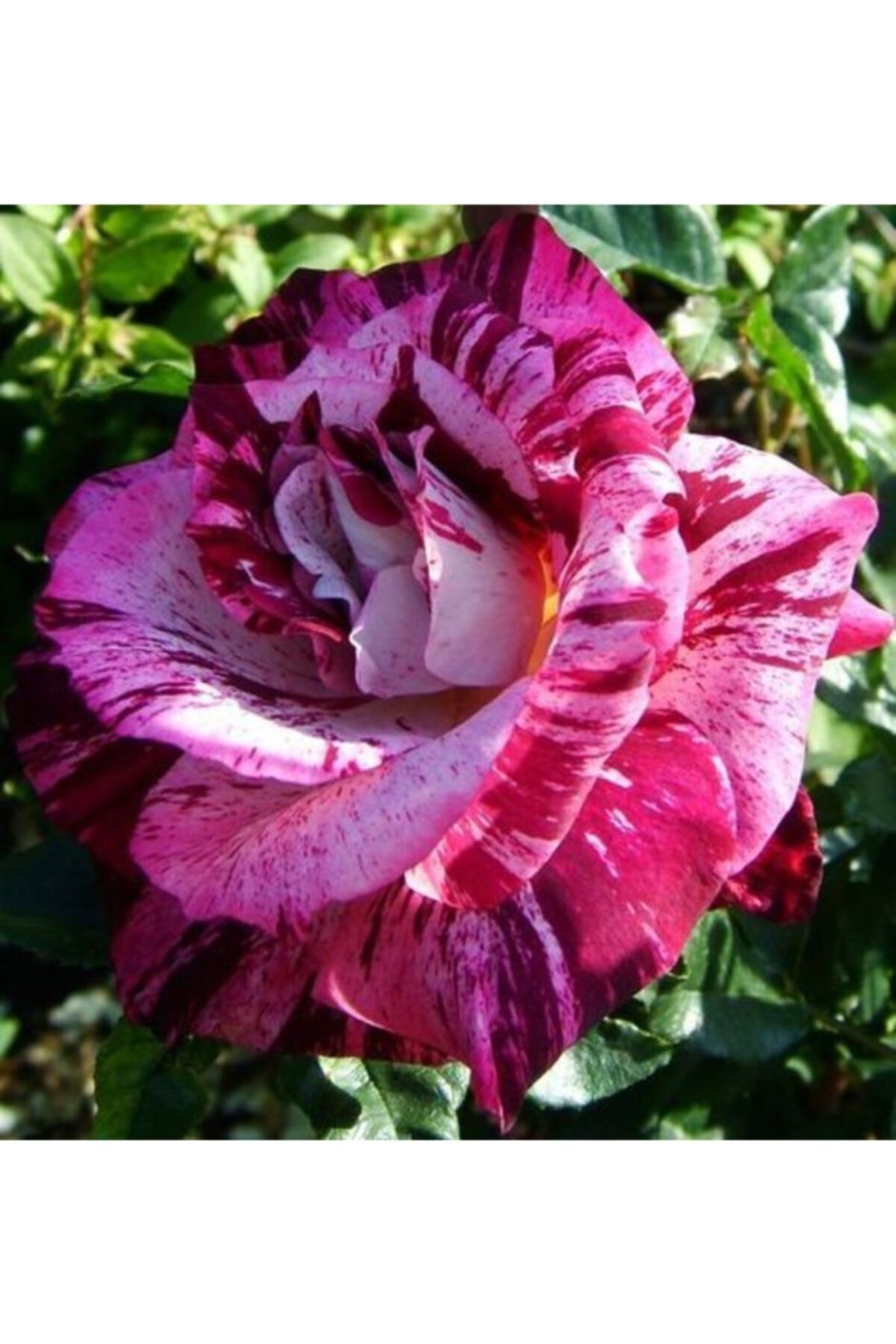 Роза флорибунда перпл Тайгер
