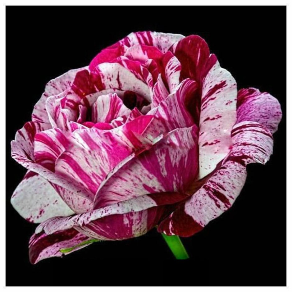 Фото Black Dragon Rose Bush Flower