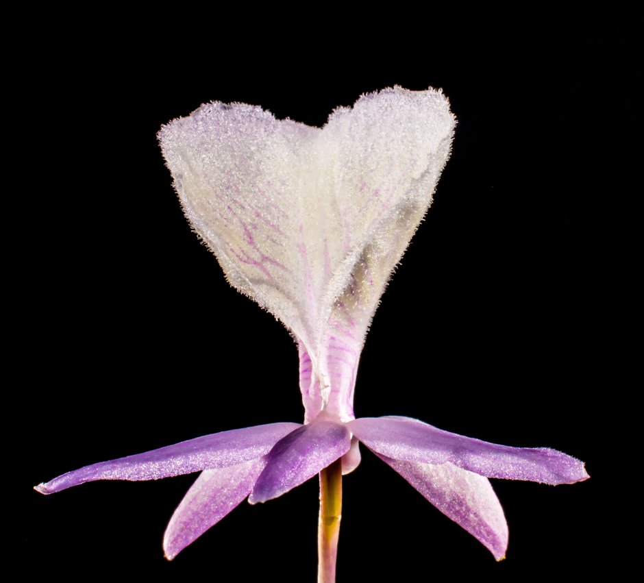 Лепестки Дикая Орхидея