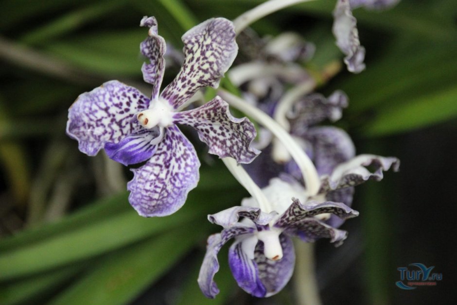 Орхидея эйфория фото
