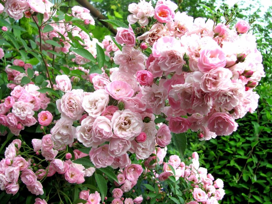 Heavenly Pink роза Ленс
