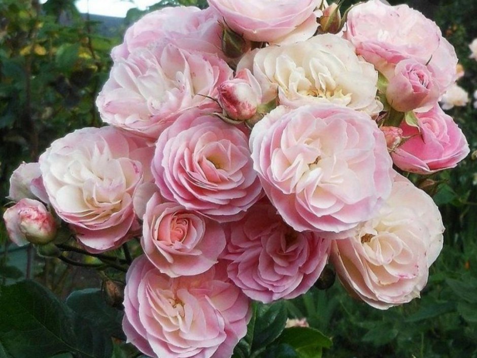 Роза мускусный гибрид Bouquet parfait