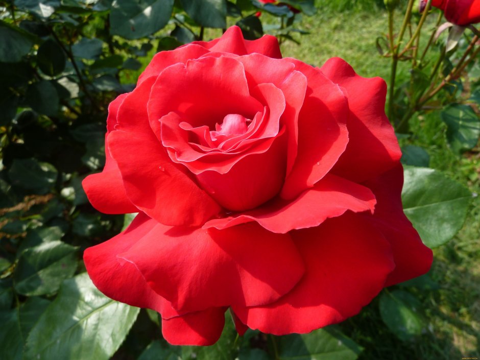 Сорт розы фулл Монти
