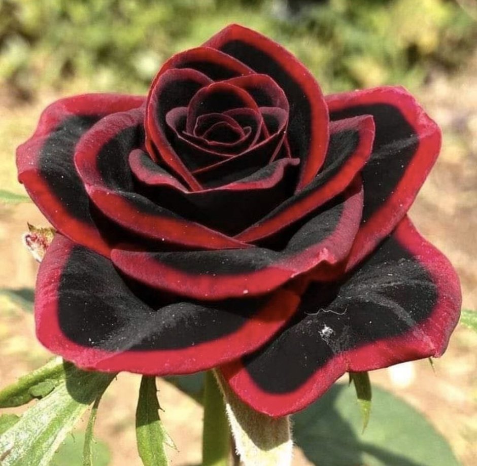 Роза черный букет плетистая