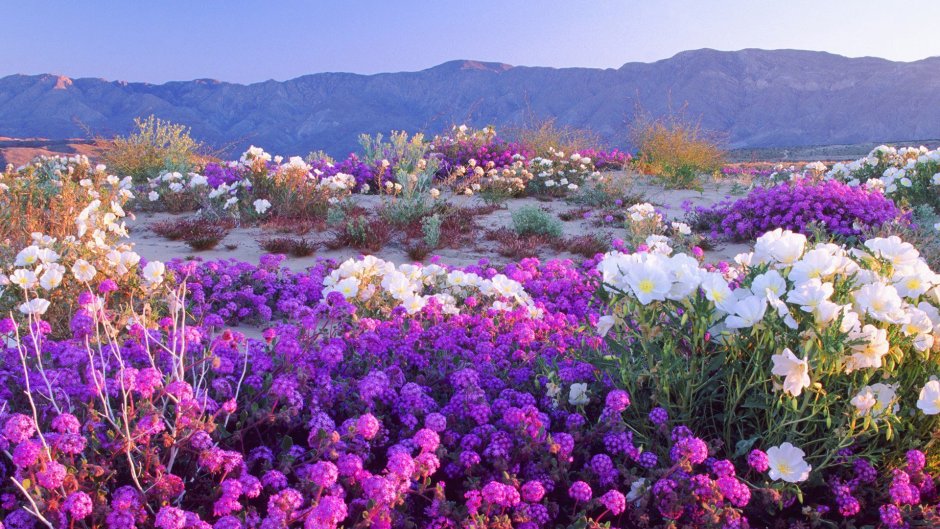 Цветущая пустыня Анза Боррего Калифорния
