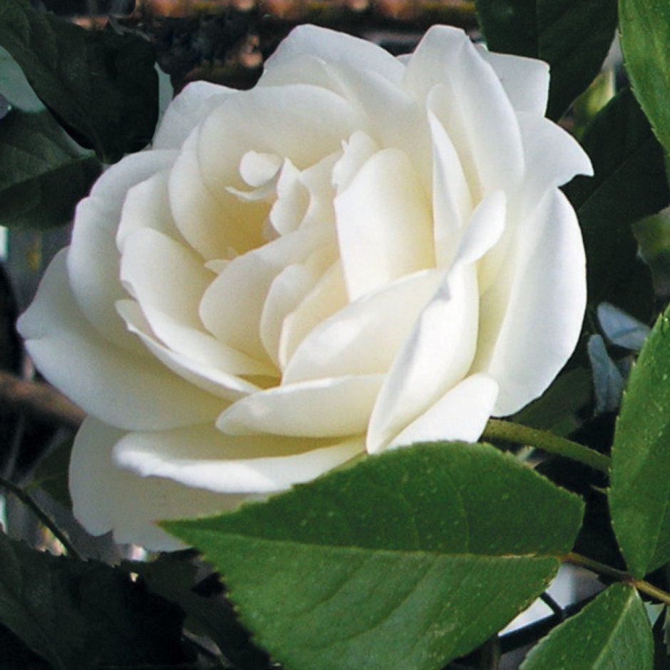 Роза белая Ломонос