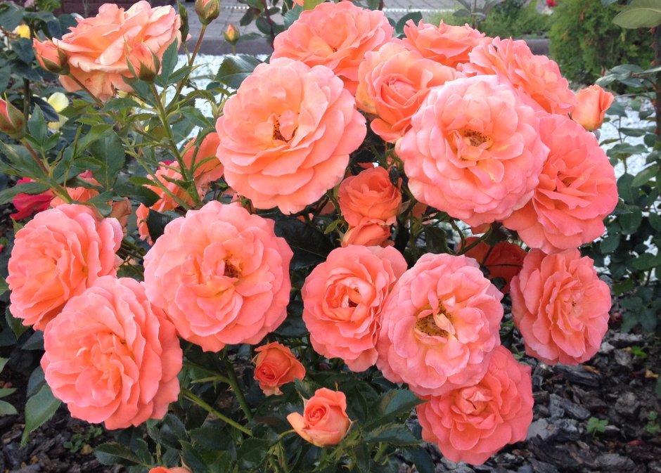 Роза флорибунда розы флорибунда Розмари Харкнесс (Rosemary Harkness)