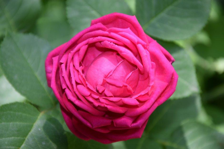 Роза Гудини розовая