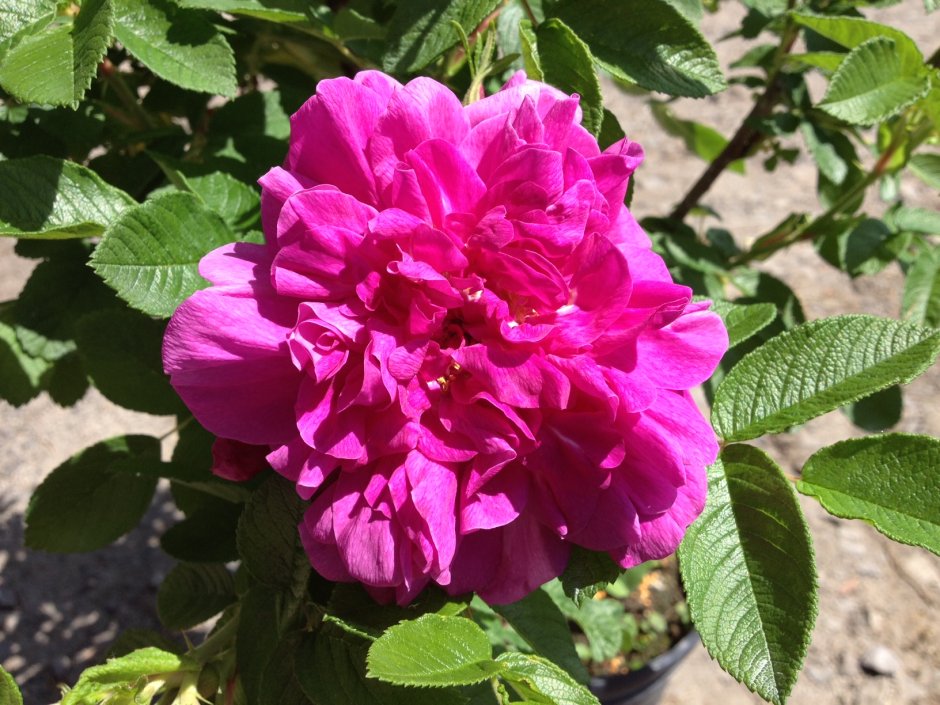 Канадская роза Албанель