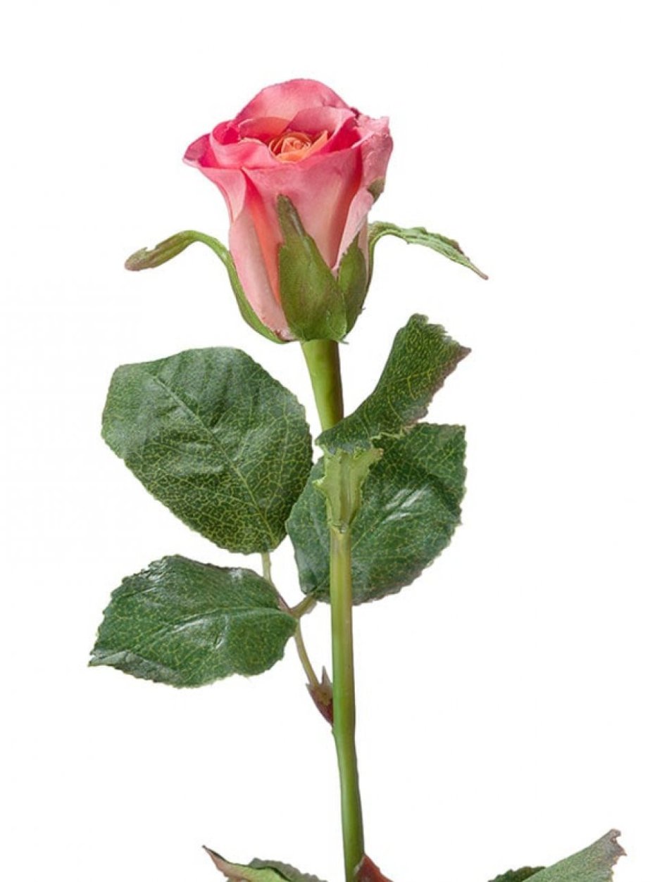 Annabell Анабель роза