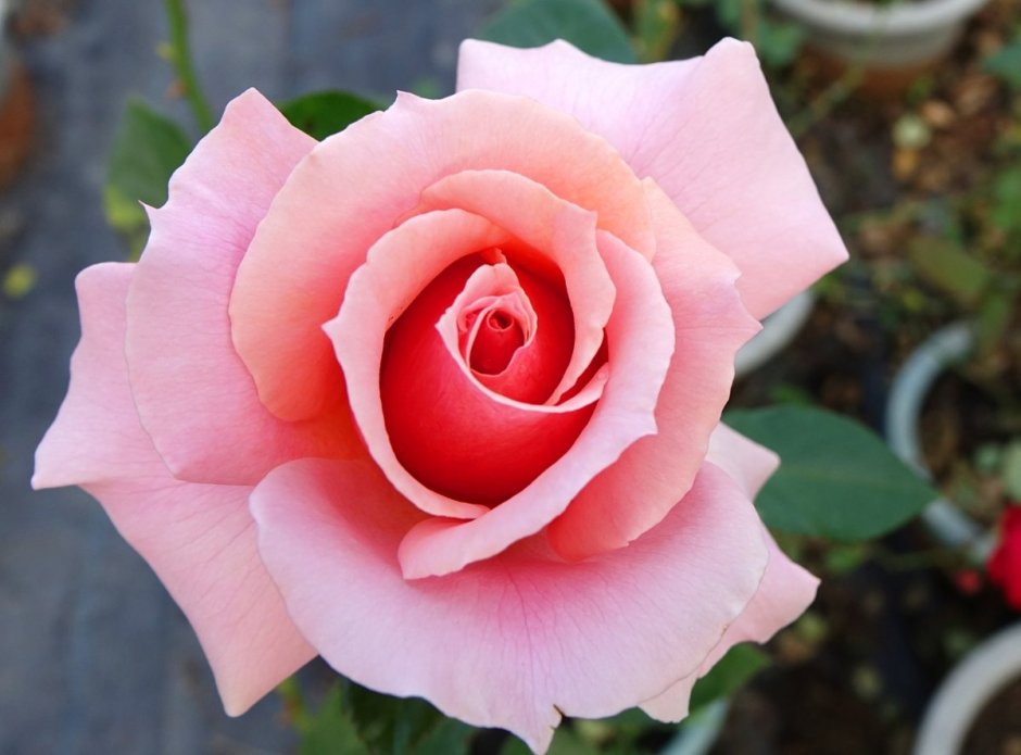 Сорт розы Бель Анж