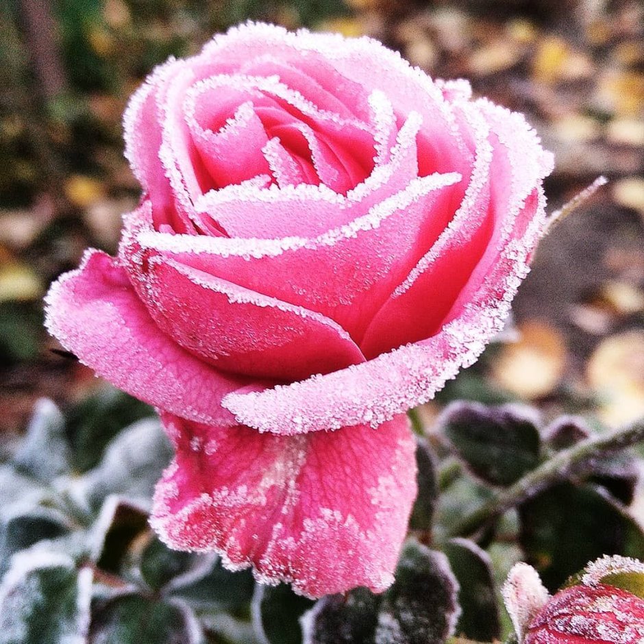 Роза в снегу Кэттон Мэри