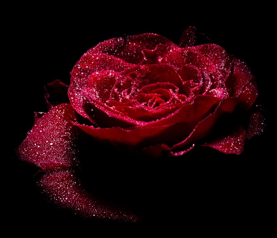 Красная блестящая роза на черном фоне