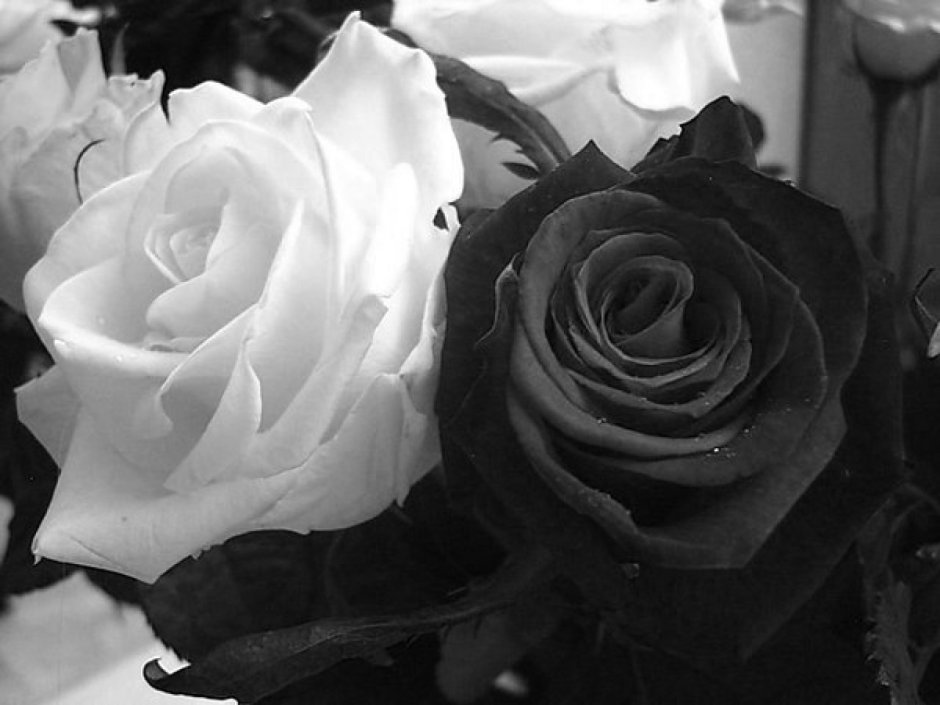 Черные и белые розы