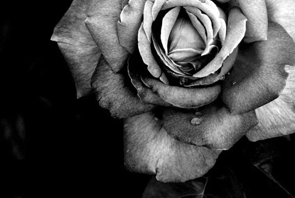 Черно-белая роза из шелка
